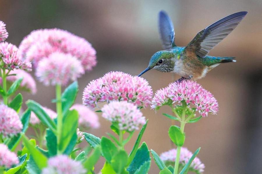 Llegada de la Primavera
